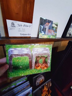 鹿フォトポストカード/TAKAHIKO